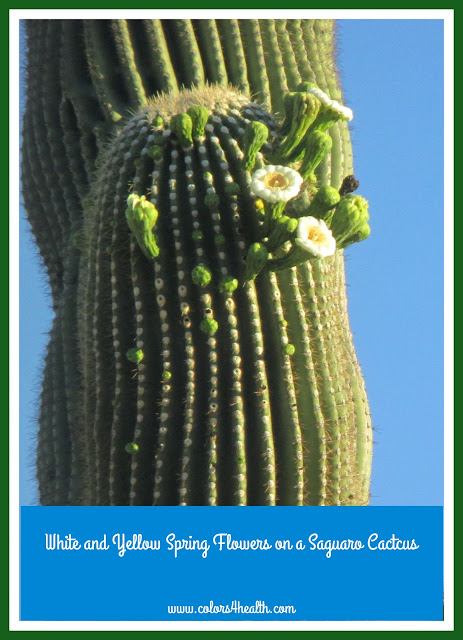White and Yellow Flowers on a Saguaro Cactus