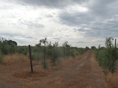 A dirt lane through an olive grove.