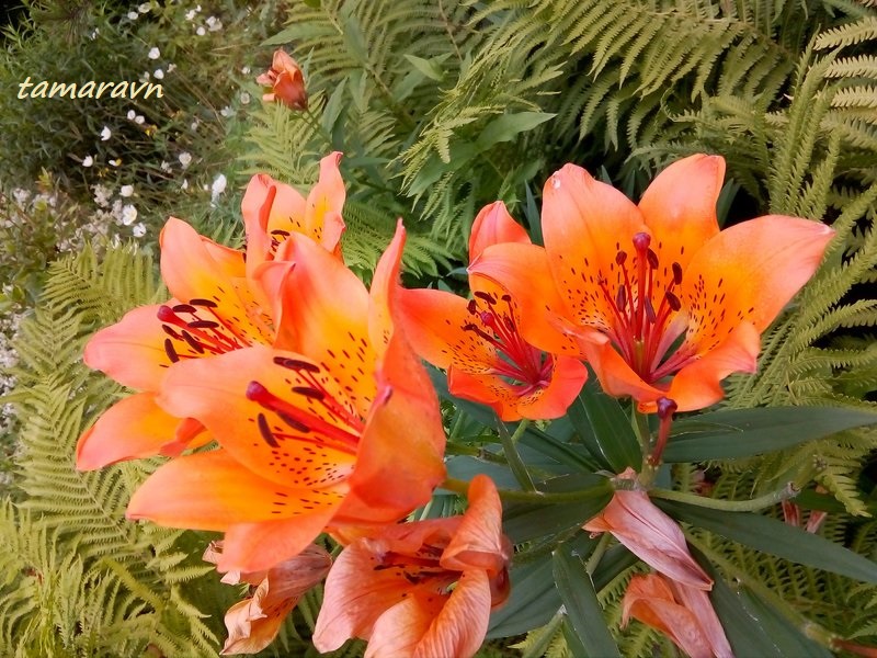 Лилия пенсильванская / Лилия даурская (Lilium pensylvanicum, =Lilium dauricum)