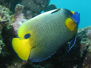 Yellow Mask Angel Fish Undersea Wallpaper. Mohammad Nizar Wednesday, April 3 .