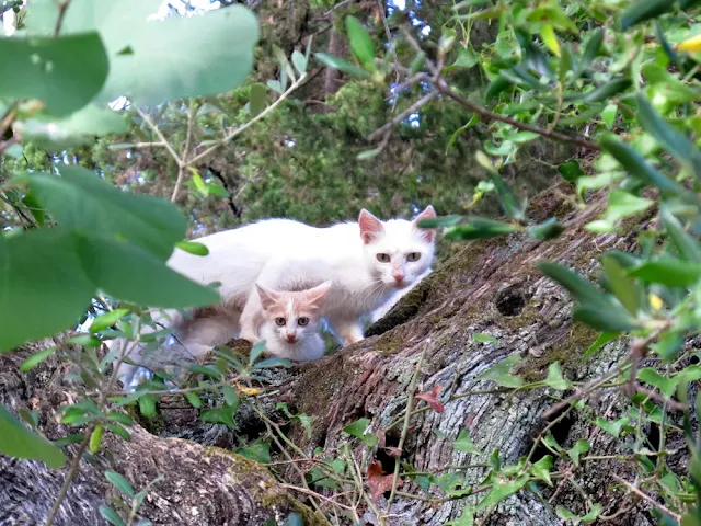 white wild cat and kitten in Corfu, Greece