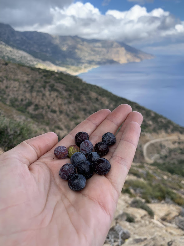 Πεζοπορία Εριφή - Άγιος Θεολόγος - Ρυάκας: Πραγματικά υπάρχουν ελαιόδεντρα μέσα σε αυτές τις ερημιές!