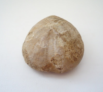 Fossil Sea Urchin / Echinoid