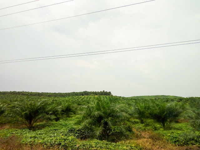 Kebun sawit di Padang Lawas, Sumatera Utara