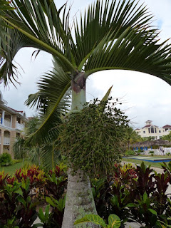 Photos de Palmiers et plantes ressemblantes de Cuba