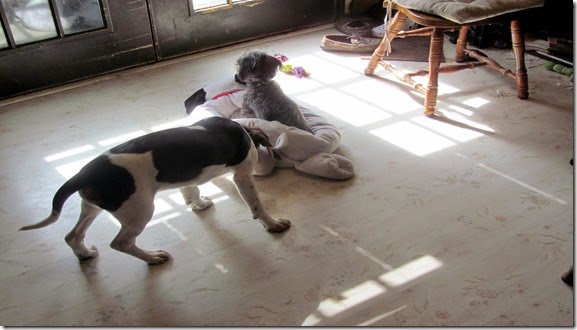Charlie&Sadie10-18-14f