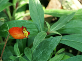 Seemannia sylvatica - Gloxinia sylvatica 