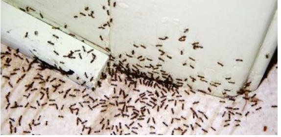 التخلص من النمل,النمل,كيف تتخلص من النمل,طرد النمل من المنزل,القضاء على النمل في المنزل,التخلص من النمل في المنزل,للتخلص من النمل في المنزل,التخلص من النمل بالبيت,طرق التخلص من النمل,كيفية التخلص من النمل الابيض في المنزل,التخلص من النمل في المنزل نهائيا,الطرق للتخلص من النمل في المنزل,التخلص من الحشرات,كيف يمكن التخلص من النمل الاسود في المنزل,طريقة التخلص من النمل,للتخلص من النمل,كيفية التخلص من النمل الصغير في البيت,كيف تتخلص من النمل المزهج