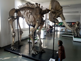 atrakcje dla dzieci we Wrocławiu - Dolny Śląsk z dzieckiem - podróże z dzieckiem - Muzeum Przyrodnicze we Wrocławiu - Muzeum Przyrodnicze Uniwersytetu Wrocławskiego - Świat roślin - Świat zwierząt - Świat owadów - Układ kostny kręgowców -  