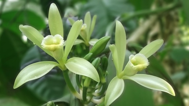 tanaman-vanila