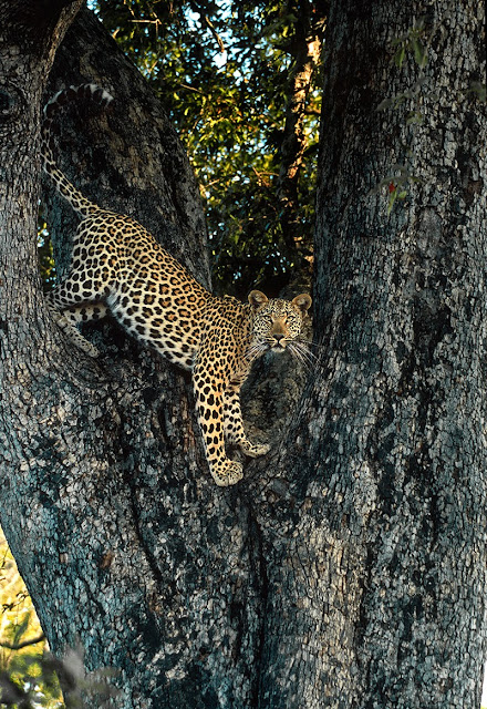 Leopard on Tree (Panthera pardus)