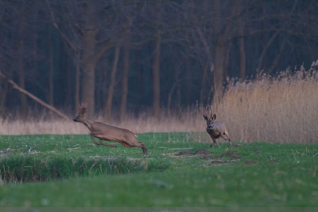 Ree - Roe Deer - Capreolus capreolus