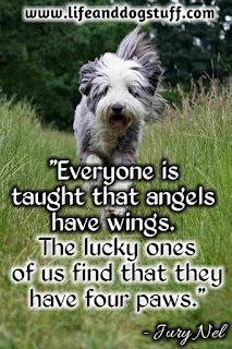 Beautiful Dog Quotes and Sayings