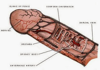 3 cara memperbesar penis