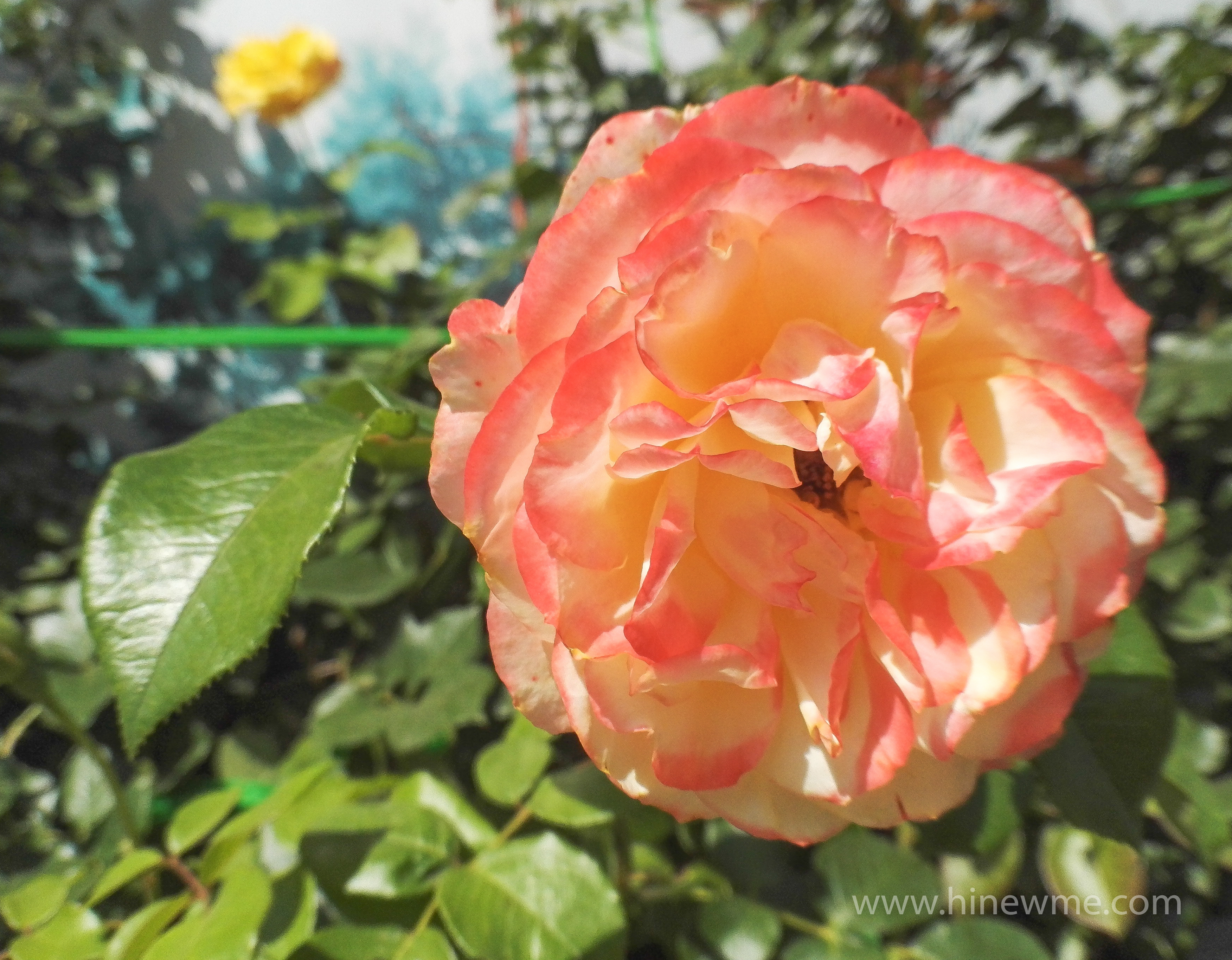 6tips flowers photography skill tips，16 rose flower in the sunshine pictures