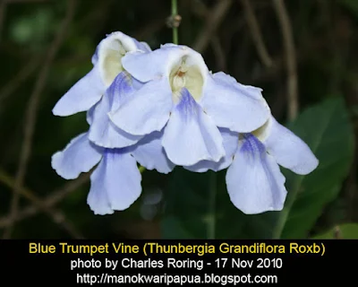 Blue Trumpet Vine