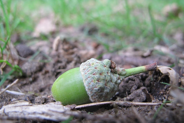 Deurne: Herfst in het park