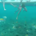 Saat Snorkeling Di Pantai Lovina, Amazing !! Melihat Langsung Lumba - Lumba Dihabitat Aslinya Dan Snorkeling Fun!!