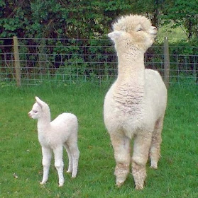 Funny animals of the week - 27 December 2013 (40 pics), baby llama and mommy