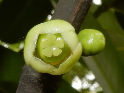 菲島福木的雌花