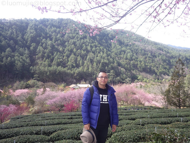 Wuling Farm cherry blossoms