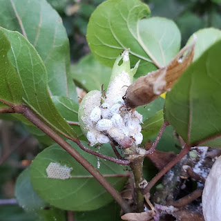 How-to-effectively-get-rid-of-Mealy-Bugs?