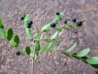 leaves and fruits of black honey shrub-val kaila