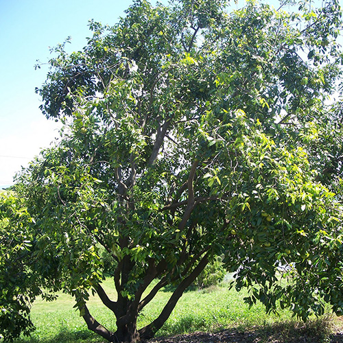 Resultado de imagen para Zapote negro (Diospyros digyna