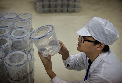 Inside the massive mosquito factory where scientists are working to stop the Zika virus