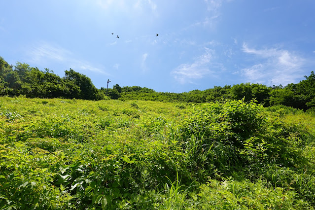 鳥取県西伯郡大山町大山　だいせんホワイトリゾート国際エリア　中腹からの眺望