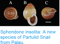 http://sciencythoughts.blogspot.co.uk/2016/09/sphendone-insolita-new-species-of.html