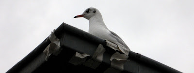 Möwe in Hamburg an den Landungsbrücken