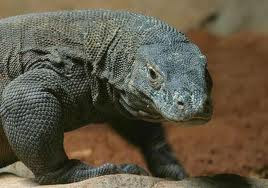 http://cirebon-cyber4rt.blogspot.com/2011/10/4-misteri-tentang-komodo-yang-berhasil.html