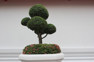 bonsai tree benefits