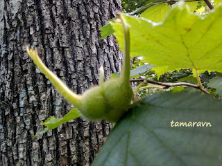 Лещина маньчжурская (Corylus mandshurica, =Corylus sieboldiana var. mandshurica)