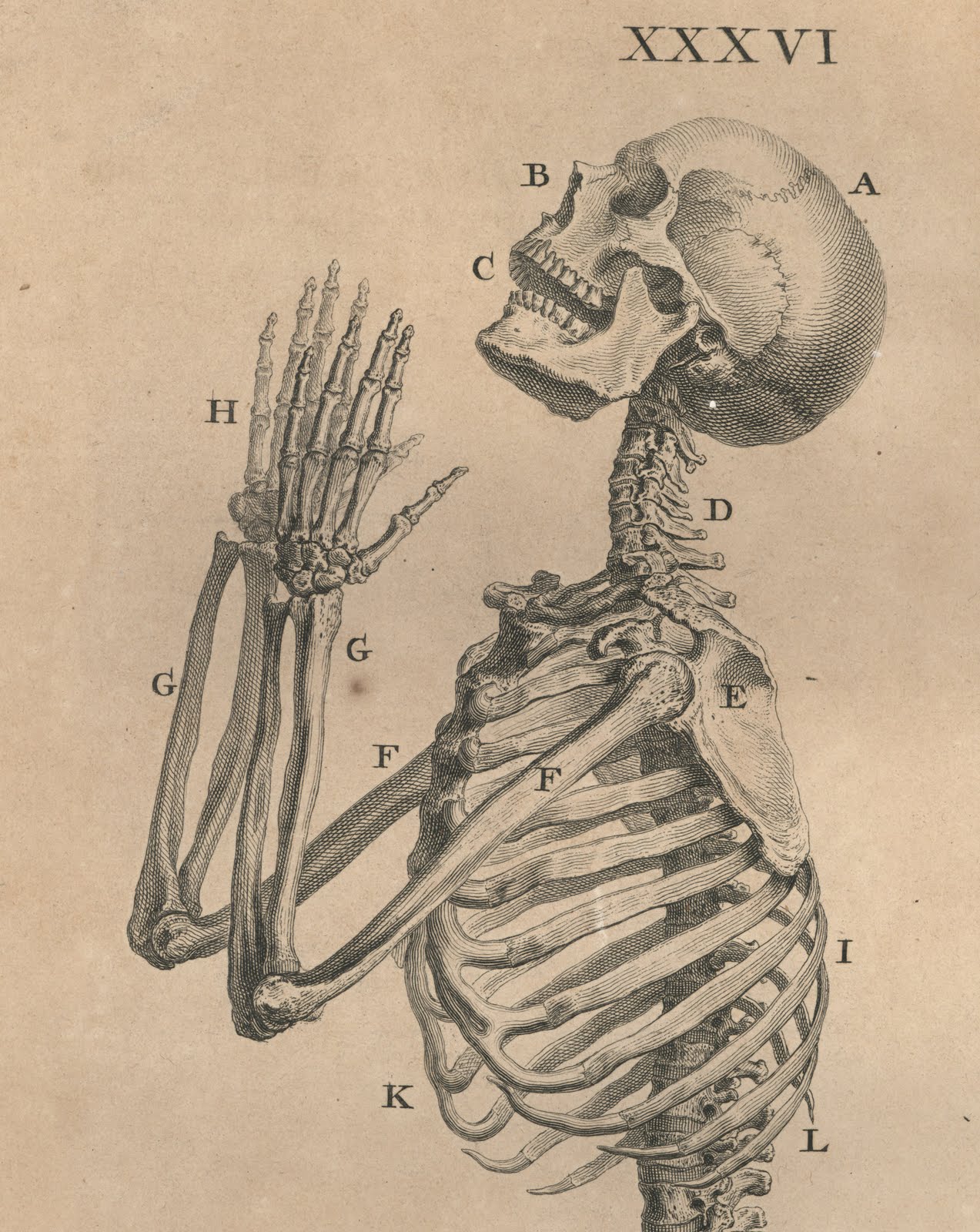 From Anatomy And Bones