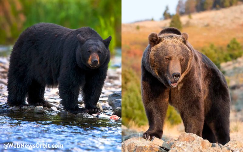 Difference Between Black Bear and Grizzly Bear nature 8 - Web News Orbit