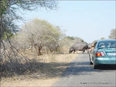 African Safari