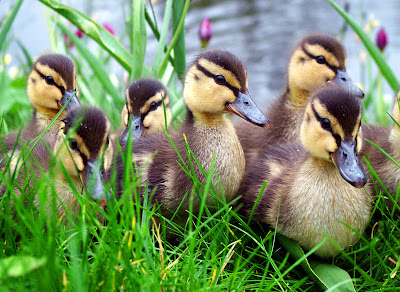 Animal Ducks