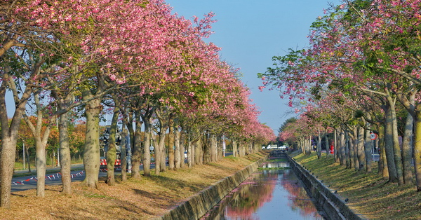 雲林虎尾美人樹大道綿延建成路2公里的粉紅美人櫻，夜景也很美