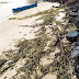Baronesas invadem praias de Ilhéus após forte chuva no sul da Bahia