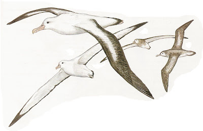 Albatros errante Diomedea exulans