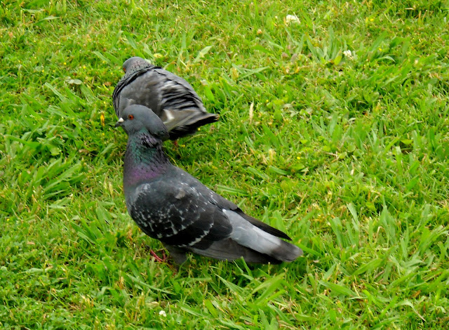 The male pigeon is going through a courtship ritual in an attempt to woo the female at White Rock Lake