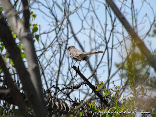 Northern Mockingbird