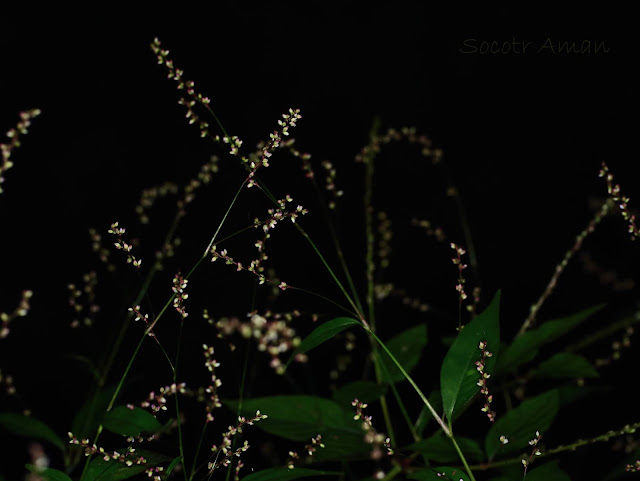 Persicaria posumbu