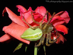 Green Lynx Spider