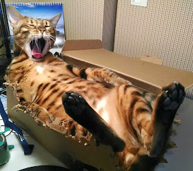 Funny cats - part 81 (40 pics + 10 gifs), cat pics, cat sits on box