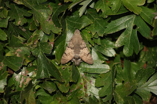 Hummingbird Hawk Moth