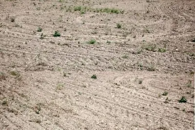 Dry farming definition in Urdu خشک زراعت اور زمین کاشتکاری