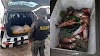 CRIME AMBIENTAL: Homem com 77 kg de Curimatã é autuado por pesca ilegal em Reriutaba.